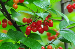 2018河南美農富硒櫻桃節開幕 五一玩轉櫻桃季，品味農副土特產品